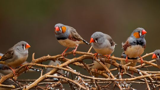 What Is a Group of Birds Called? When It's Not a Flock