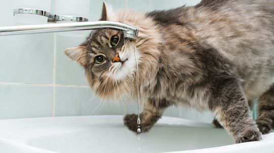 Why Is My Cat Drinking So Much Water?