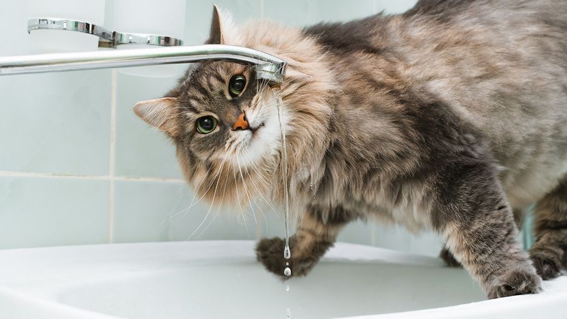 Cat drinking water.