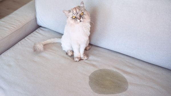 How to Get 'Cat Pee' Smell Out of Clothes in 4 Simple Steps