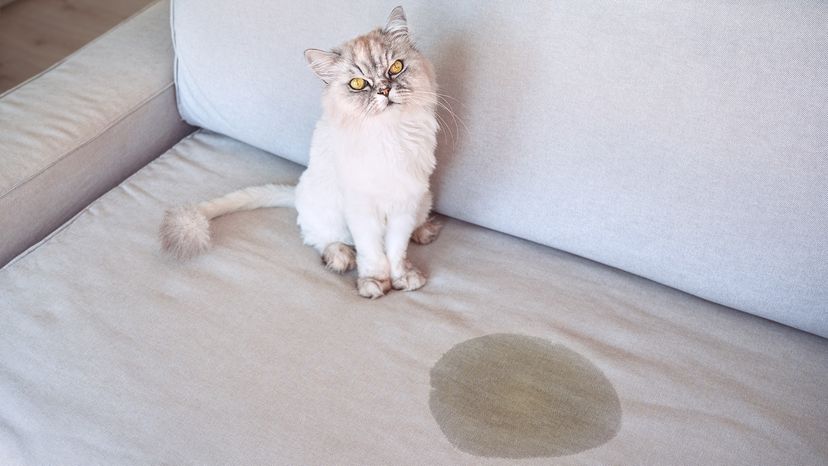 Cat peeing on sofa