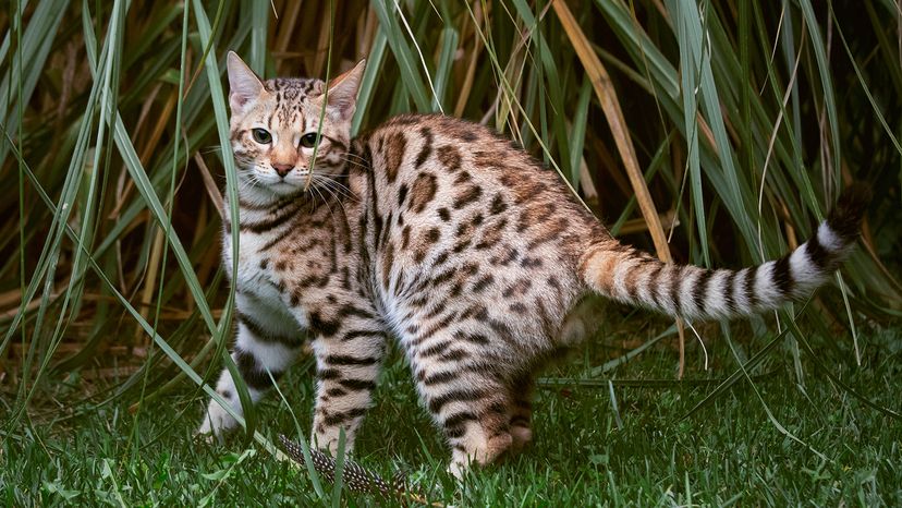 cat outside on grass