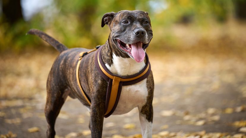 American Pit Bull Terrier