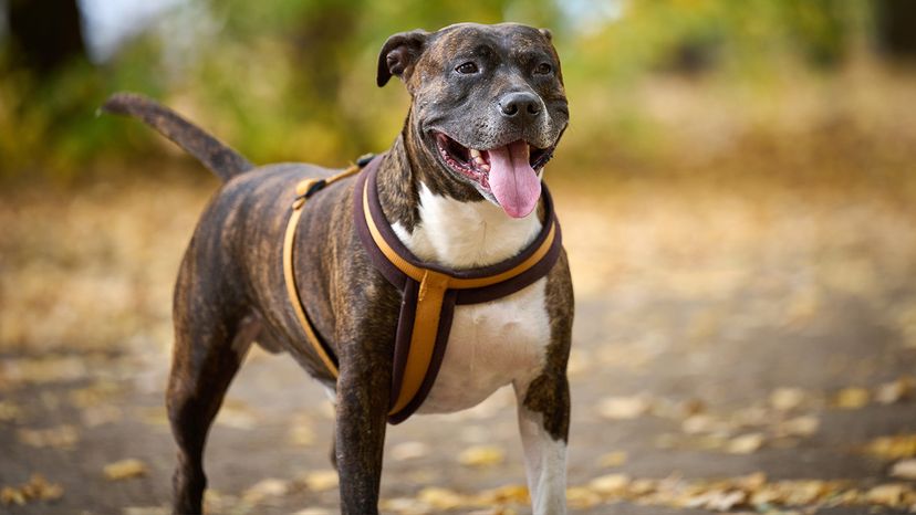 American pit bull terrier