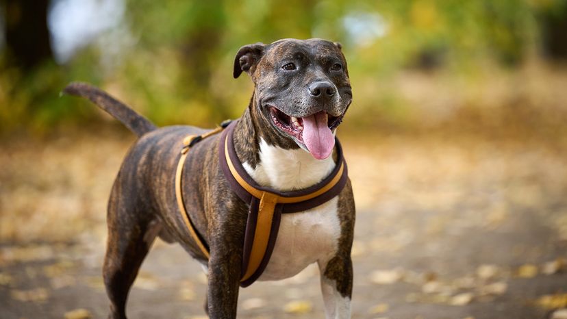 American Pit Bull Terrier