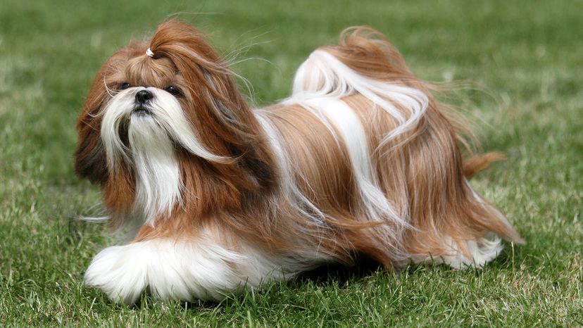 Shih Tzu
