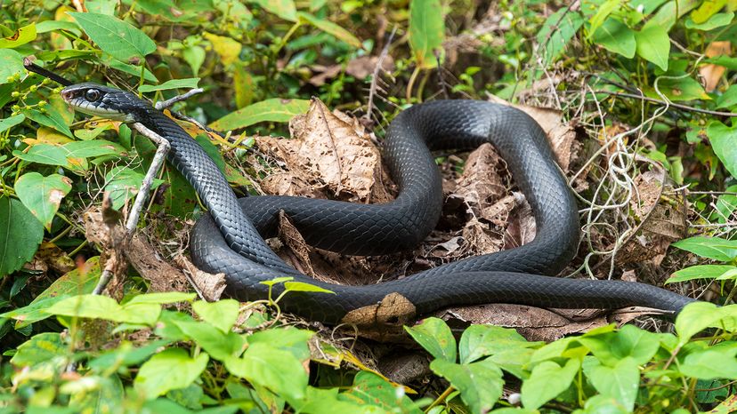 Southern black racer