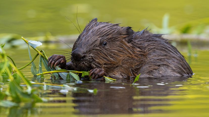 Eurasian beaver