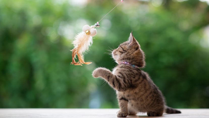 Kitten playing with a toy