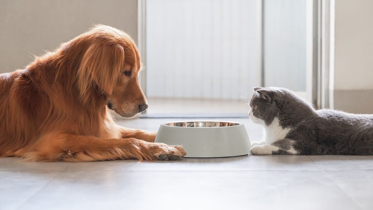 Is Cat Food Toxic to Dogs: Crucial Facts Unveiled