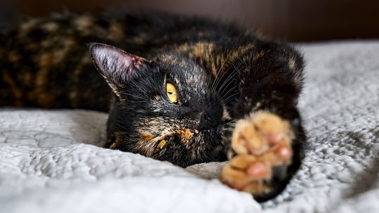 Tortoiseshell Cat vs. Calico Cat: All About Mottling and White