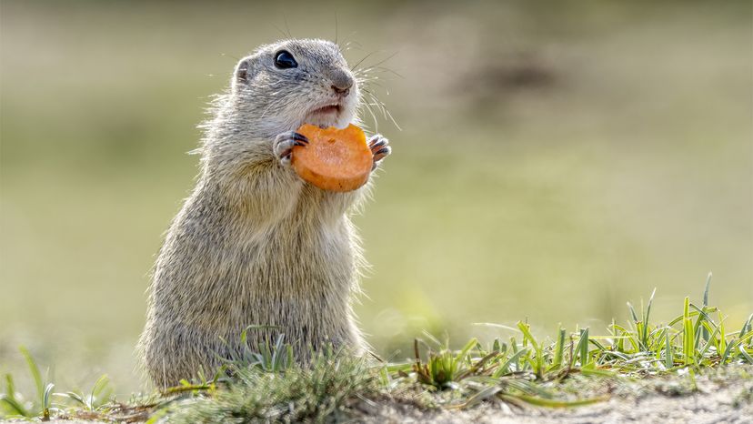 Groundhog eating a carrot