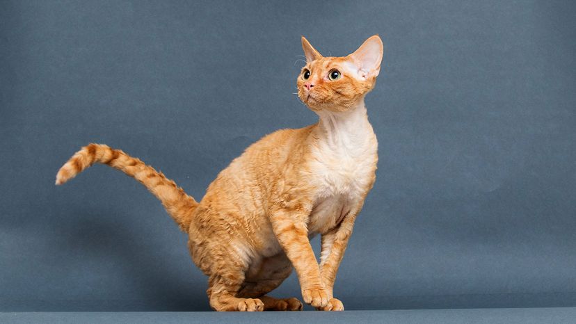 Cornish Rex