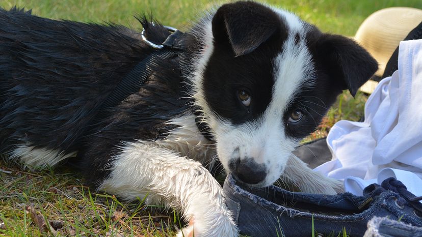 puppy