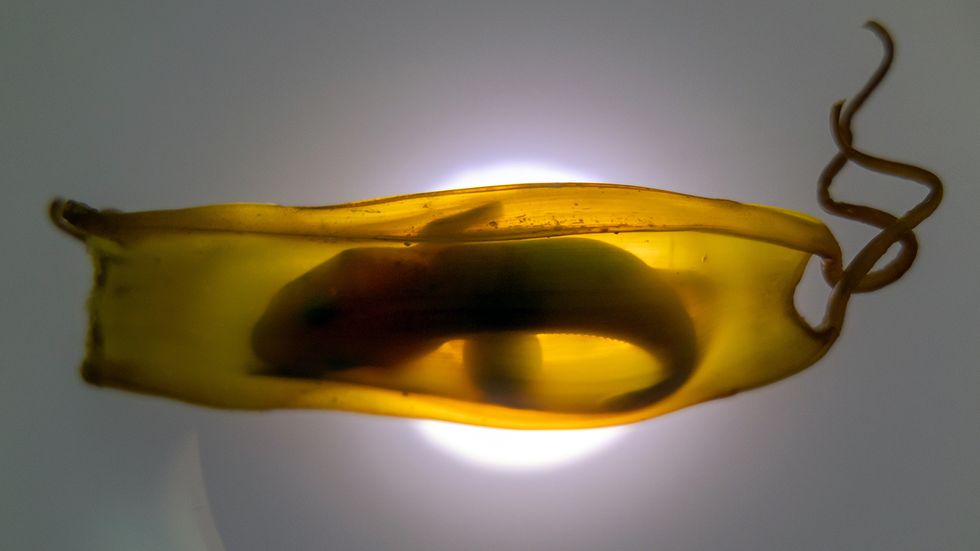Do Sharks Lay Eggs? Surprisingly Not a 'Yes or No' Question