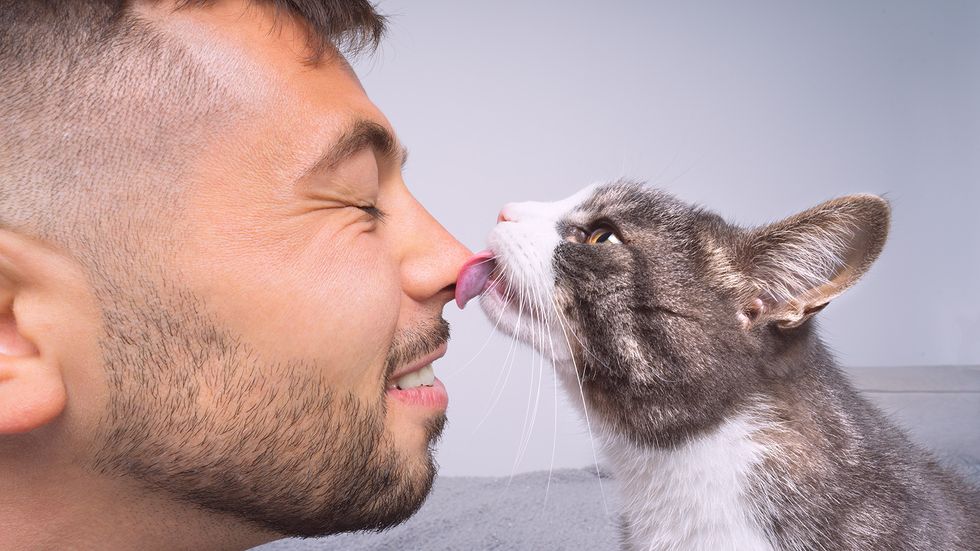 'Why Does My Cat Lick Me, Then Bite Me?' — Every Cat Owner Ever