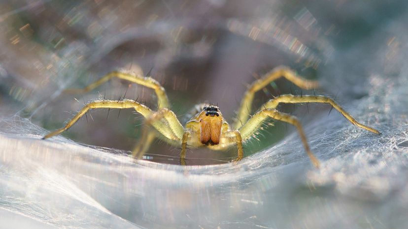 Grass spider