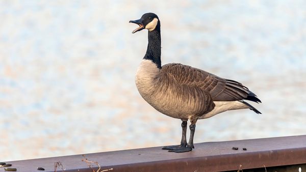 Goose vs. Swan: Distinguishing Between Long-necked Birds
