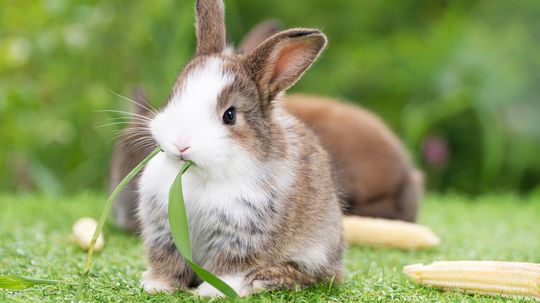 What Do Bunnies Eat? Lots of Grass, Not a Lot of Carrots