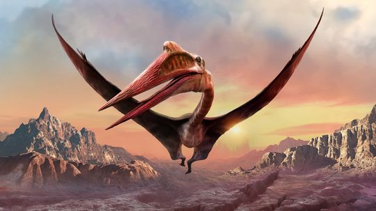 Quetzalcoatlus: The Largest Flying Creature in Earth's History