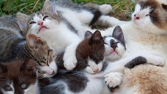 What Is a Group of Cats Called? A Clowder, a Glaring, a Kindle?