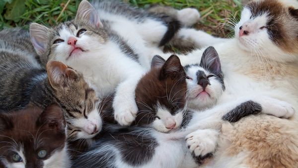 What Is a Group of Cats Called? A Clowder, a Glaring, a Kindle?