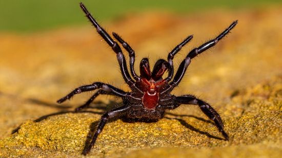 Newcastle Funnel-web: Just 1 of 3 Deadly Sydney Funnel-web Spiders