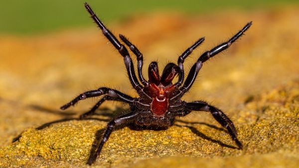 Newcastle Funnel-web: Just 1 of 3 Deadly Sydney Funnel-web Spiders