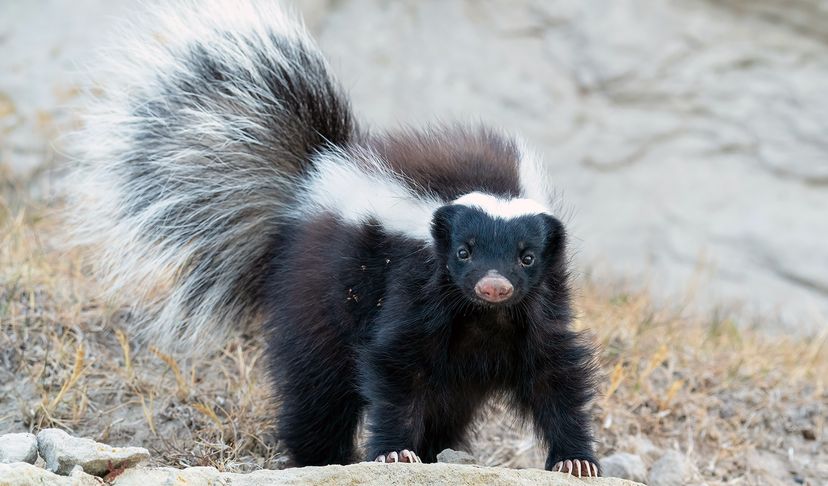 skunk