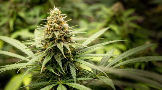 Most Types of Weed Fall Into 4 Categories