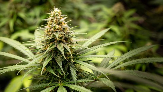 Most Types of Weed Fall Into 4 Categories