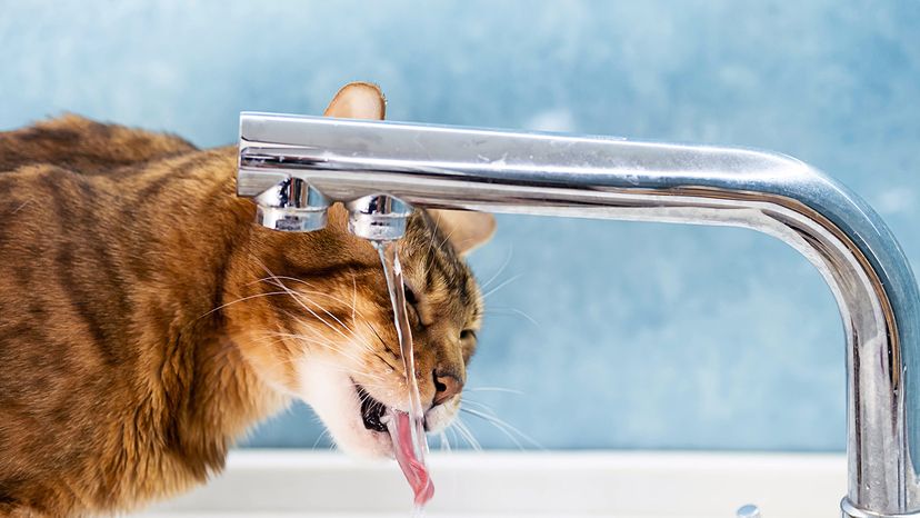 Cat drinks water from water tap