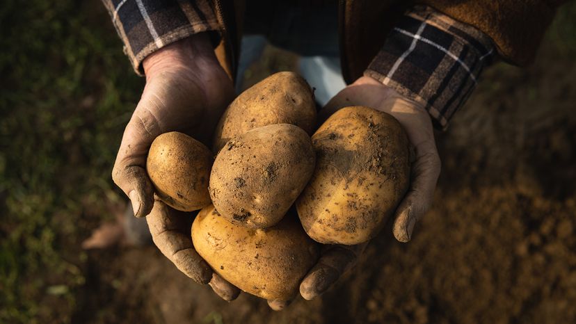 potatoes