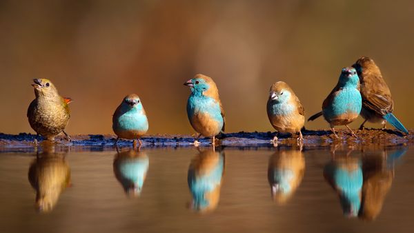 What Group of Animals Is Called a Charm?