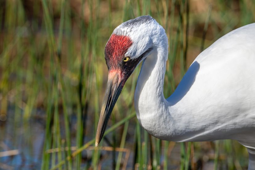 Whooping crane