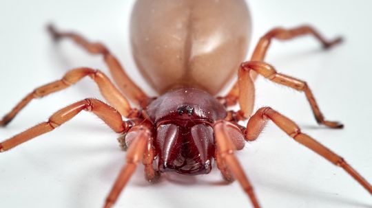 The Woodlouse Spider Only Has 6 Eyes