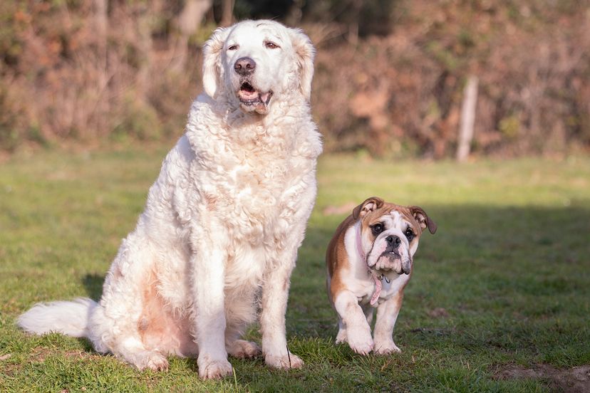 Kuvasz with bulldog puppy