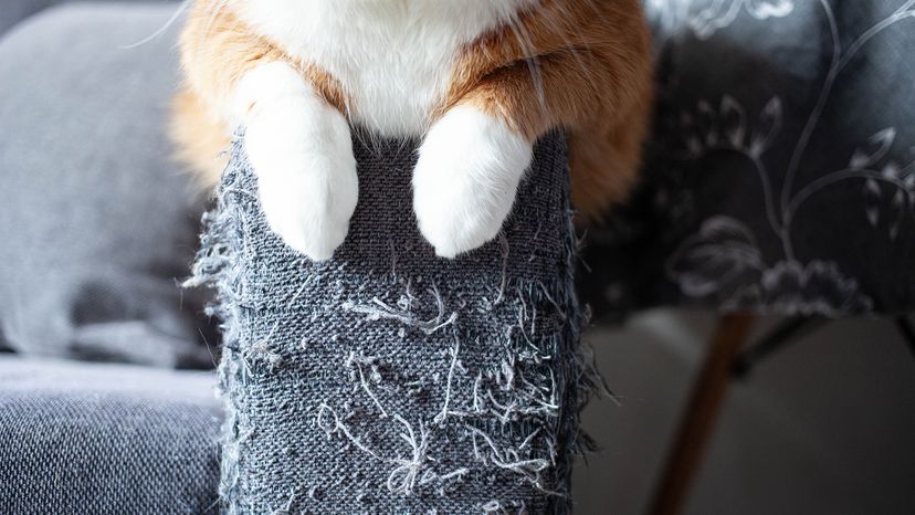 Cat perched on a shredded couch arm