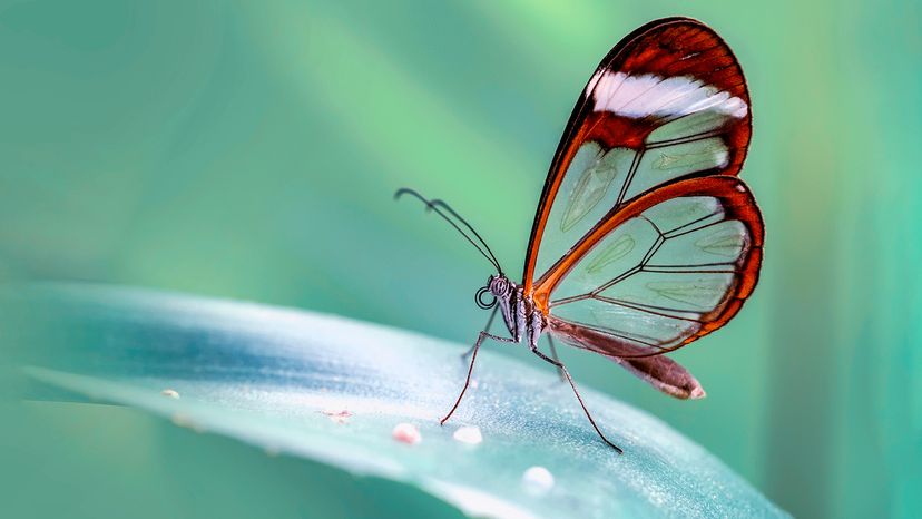 Glasswing