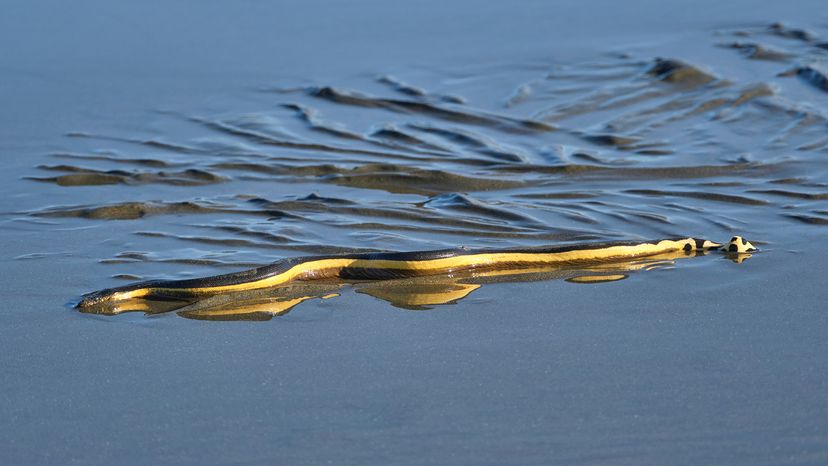 Snake with black back and yellow belly makes ripples in wet sand