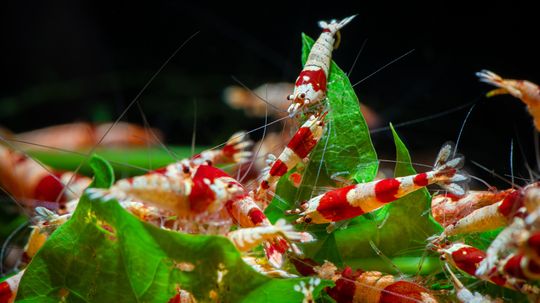 What Is a Group of Shrimp Called? (Hint: You'd Use the Term for Bugs)