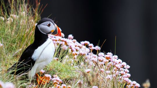 10 Tundra Plants That Prove Life Finds a Way