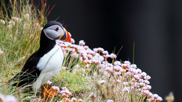 10 Tundra Plants That Prove Life Finds a Way