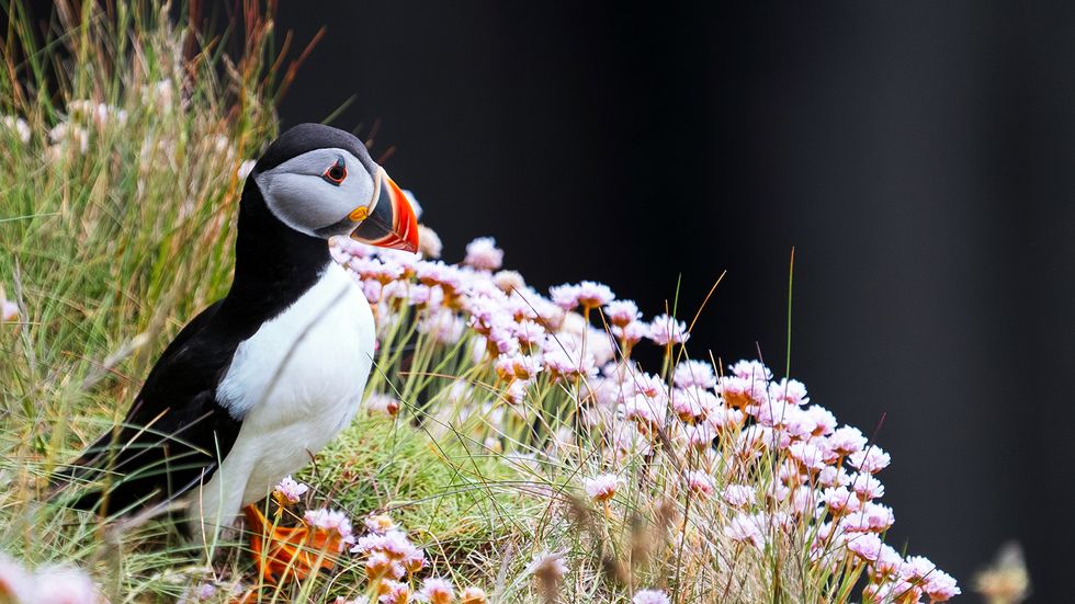 10 Tundra Plants That Prove Life Finds a Way