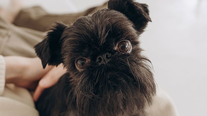 Brussels griffon