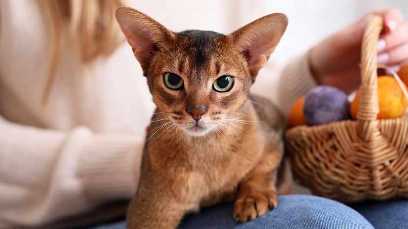 Abyssinian