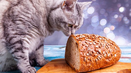Can Cats Eat Bread? Explaining Empty Calories