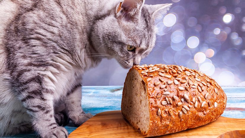 Cat with bread