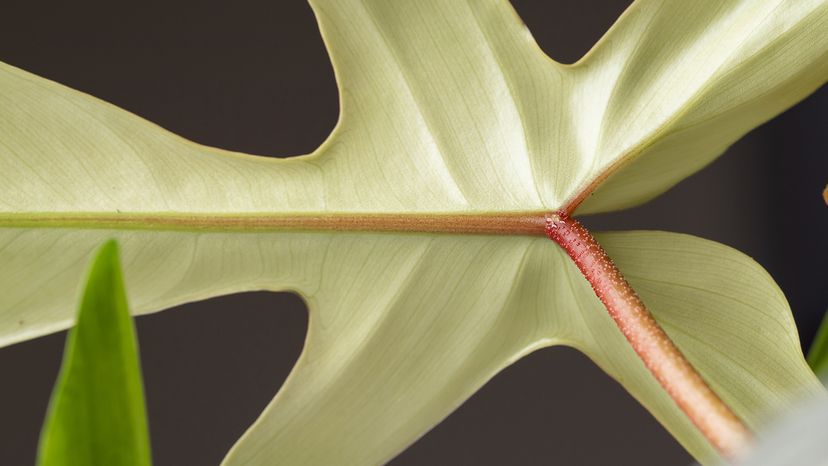 Philodendron with red petiole