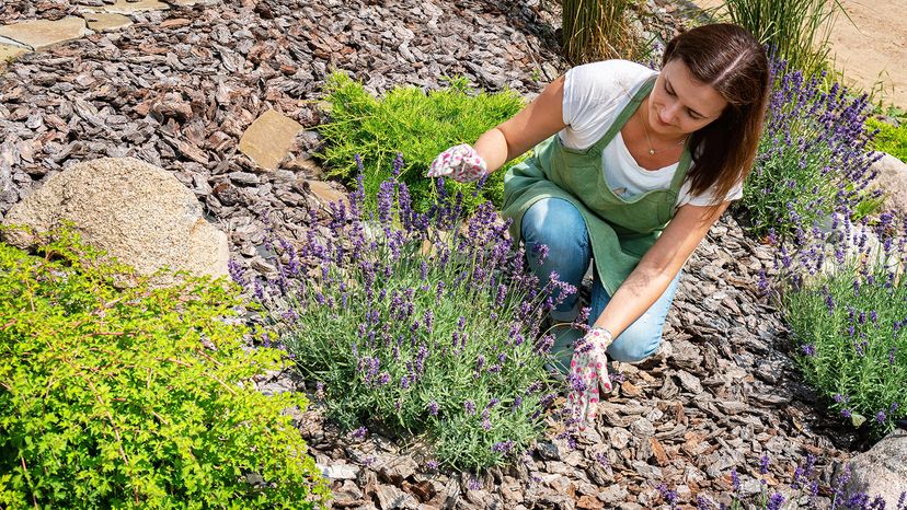 Landscape Designer